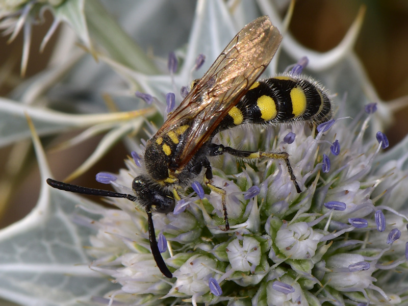 Serifos, Cicladi (Grecia) - da id 5: Colpa sexmaculata? S