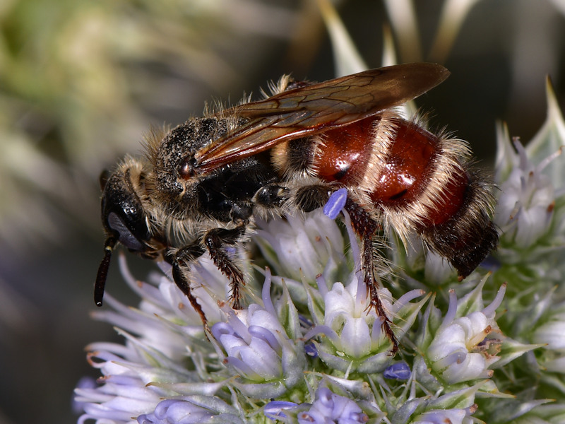 Serifos, Cicladi (Grecia) - da id 6: Colpa quinquecincta? S.