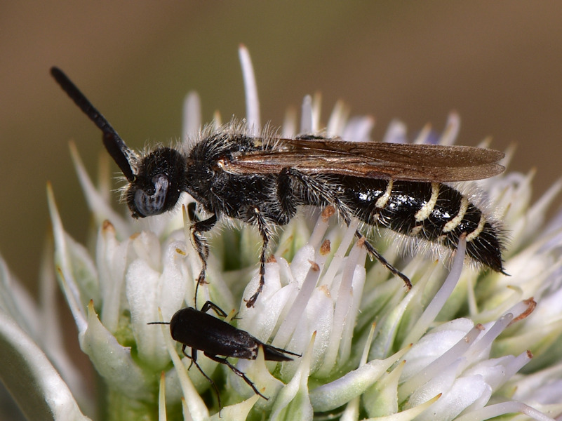 Serifos, Cicladi (Grecia) - da id 6: Colpa quinquecincta? S.