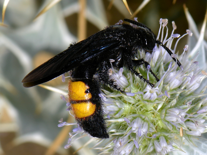 Serifos, Cicladi (Grecia) - da id 7: Scolia hirta? S, femmina