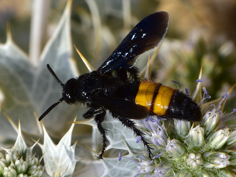 Serifos, Cicladi (Grecia) - da id 7: Scolia hirta? S, femmina