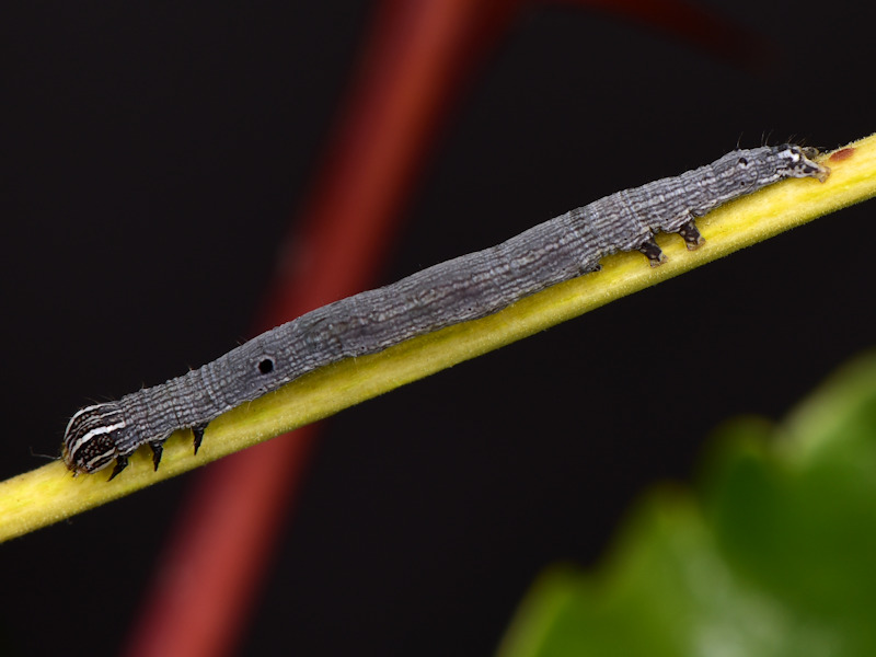 Quiz: qualcuno la conosce? Grammodes stolida