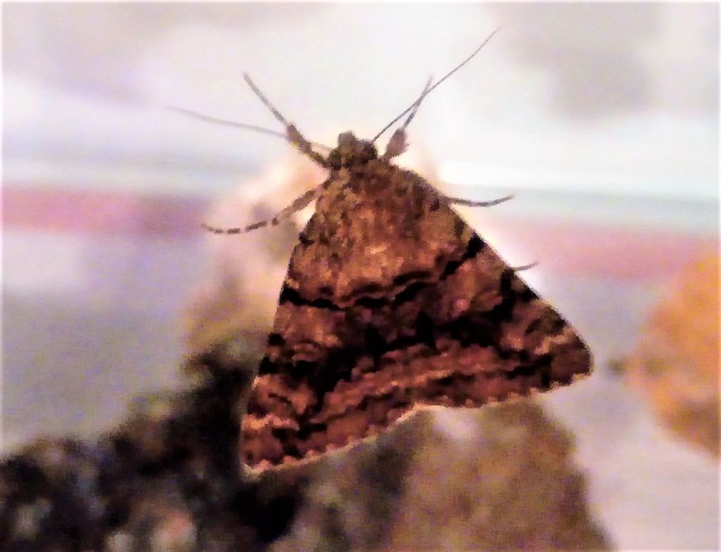 farfalla notturna: Catocala sp. (Erebidae)