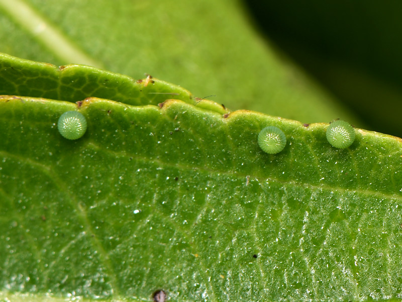 Ciclo di Grammodes stolida