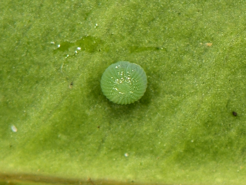 Ciclo di Grammodes stolida