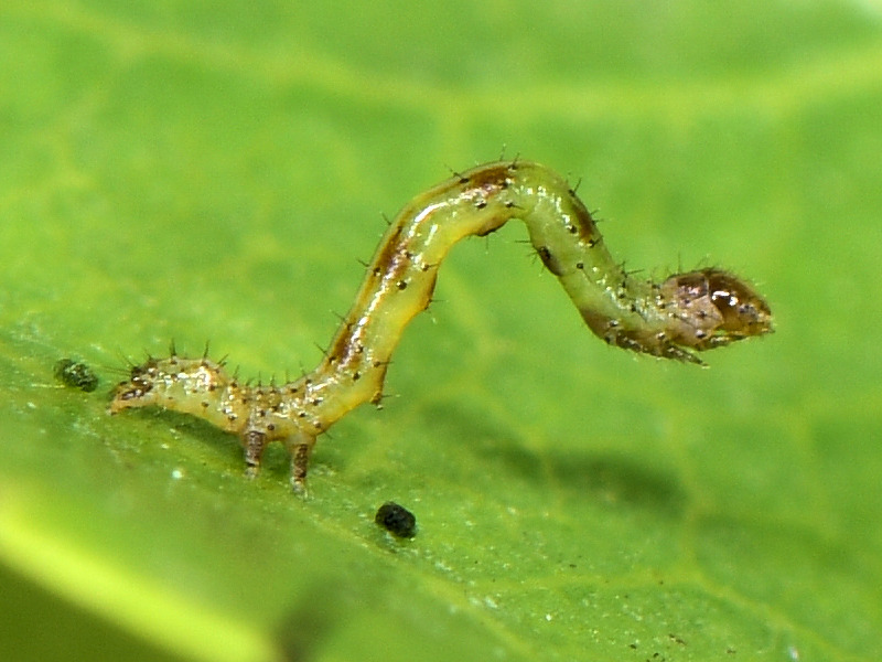 Ciclo di Grammodes stolida