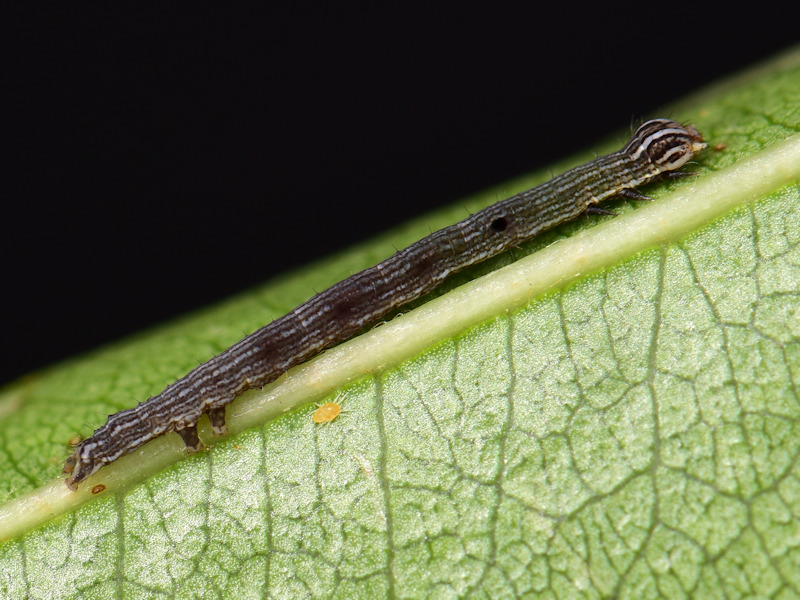 Ciclo di Grammodes stolida