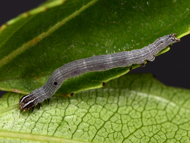 Ciclo di Grammodes stolida