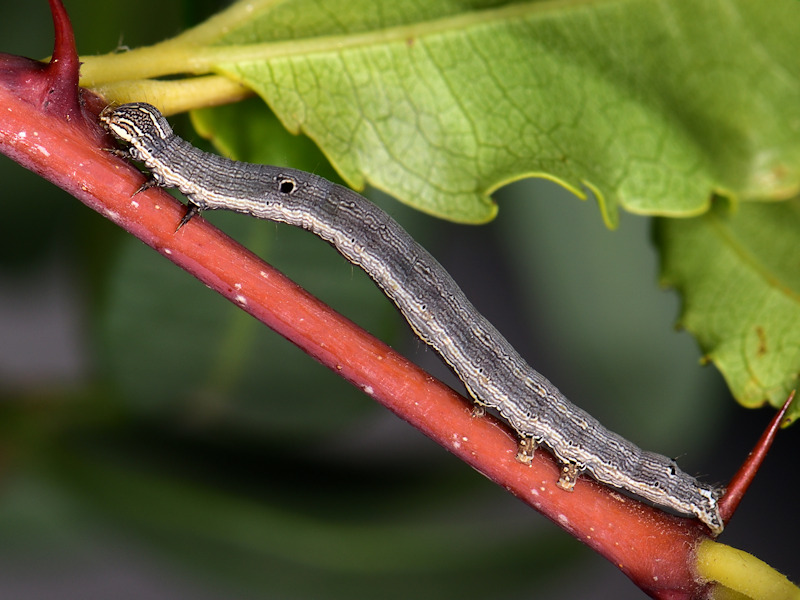 Ciclo di Grammodes stolida