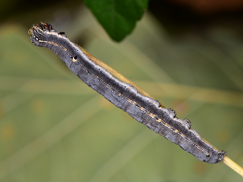 Ciclo di Grammodes stolida