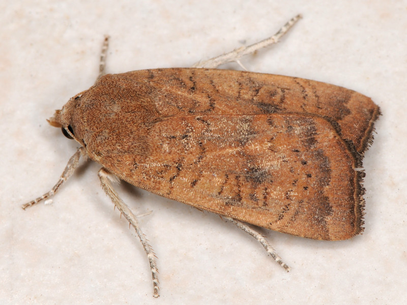 Noctua interjecta ?  S� !