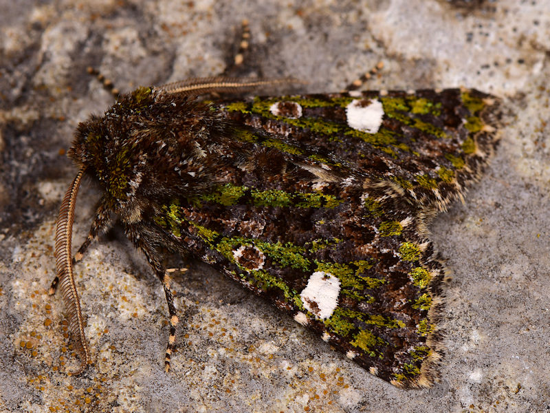 Noctuidae su tronco di pioppo abbattuto: Valeria oleagina