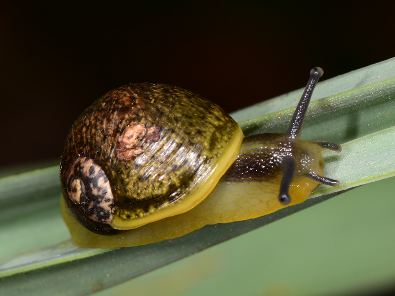 Cantareus apertus