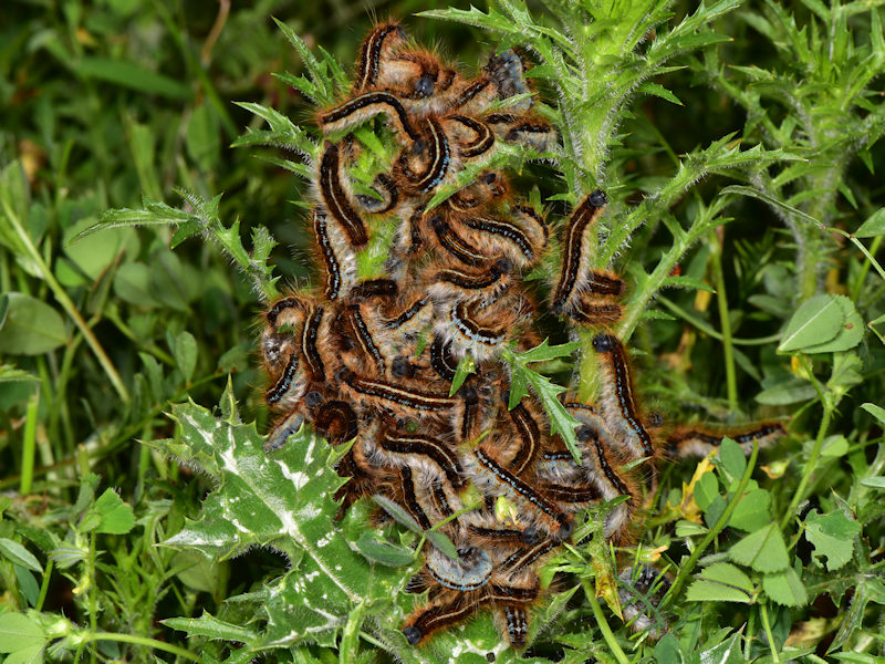 Malacosoma franconicum, se non lo allevi  difficile che lo vedi