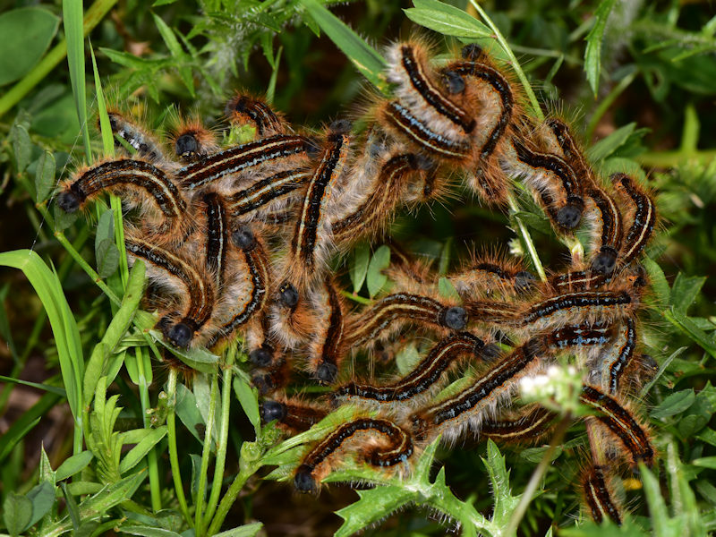 Malacosoma franconicum, se non lo allevi  difficile che lo vedi