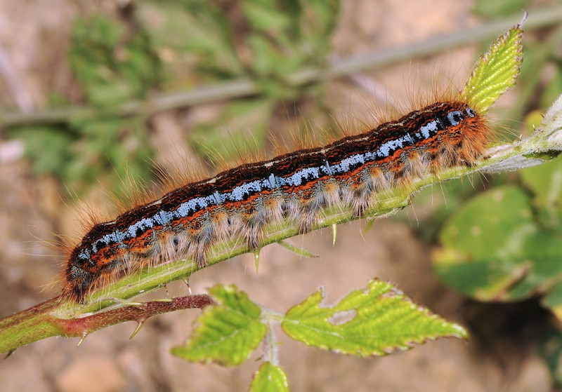 Malacosoma franconicum, se non lo allevi  difficile che lo vedi