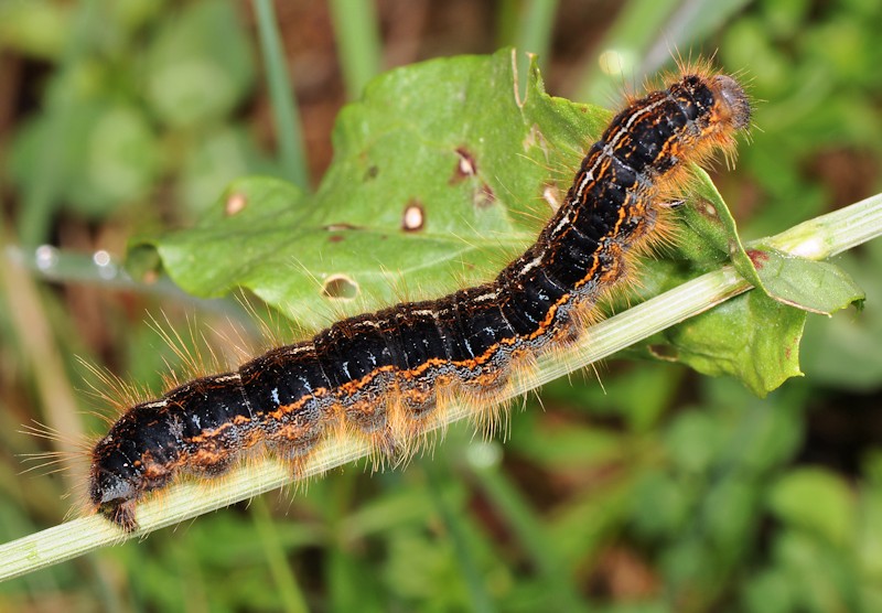 Malacosoma franconicum, se non lo allevi  difficile che lo vedi