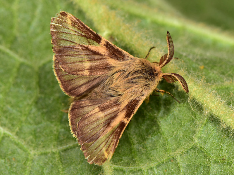 Malacosoma franconicum, se non lo allevi  difficile che lo vedi