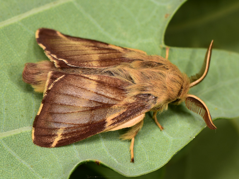 Malacosoma franconicum, se non lo allevi  difficile che lo vedi