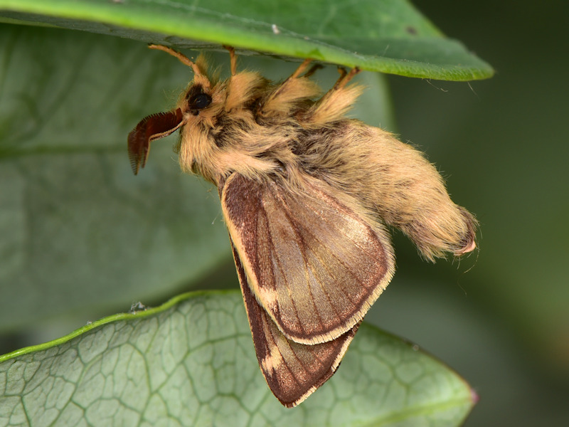 Malacosoma franconicum, se non lo allevi  difficile che lo vedi