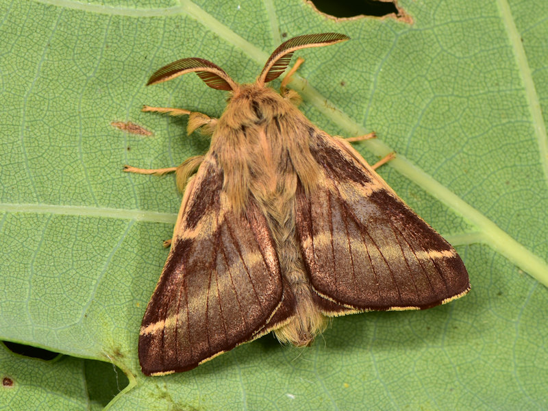 Malacosoma franconicum, se non lo allevi  difficile che lo vedi