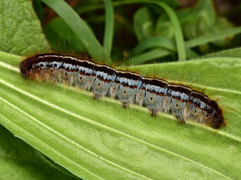 Malacosoma franconicum, se non lo allevi  difficile che lo vedi