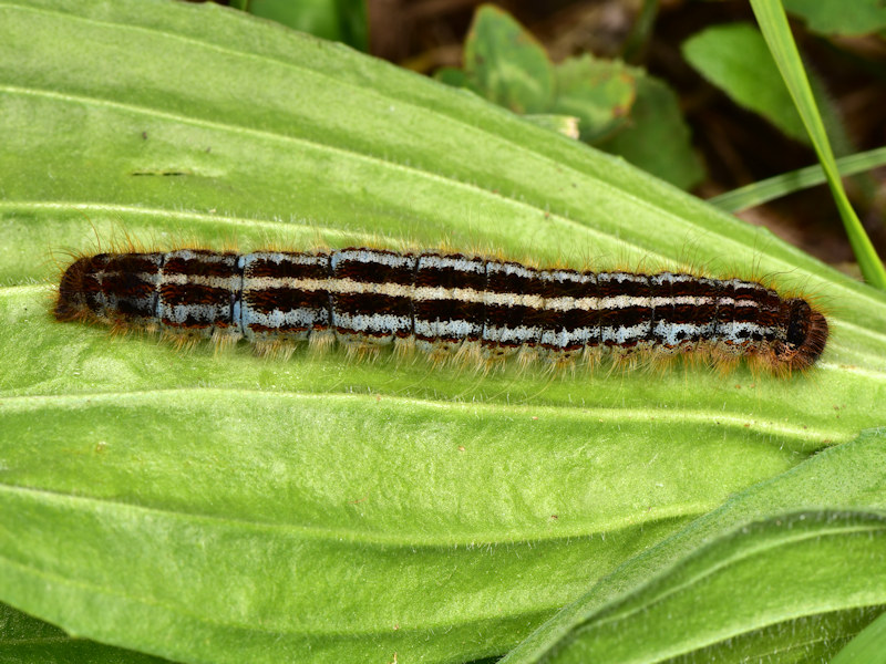 Malacosoma franconicum, se non lo allevi  difficile che lo vedi