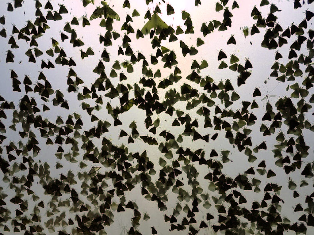 Lymantria dispar? Esplosione demografica  S !