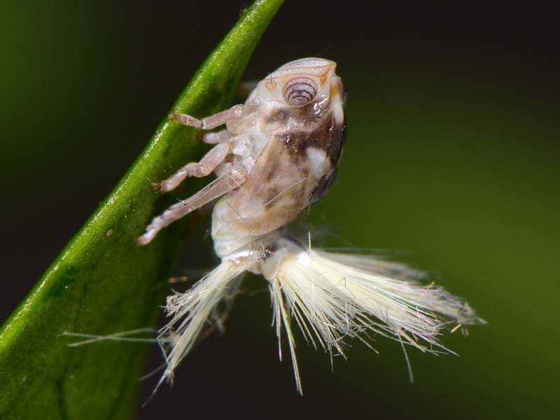 Un altro Ricaniidae in Europa: Ricania japonica