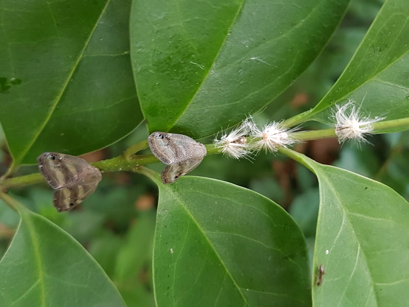 Un altro Ricaniidae in Europa: Ricania japonica