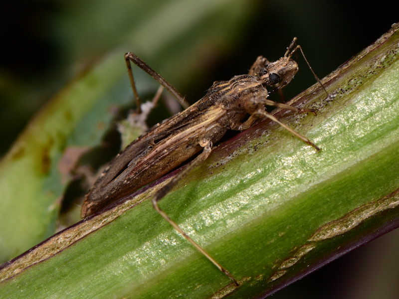 Oncocephalus di Serifos, Cicladi, Grecia da determinare