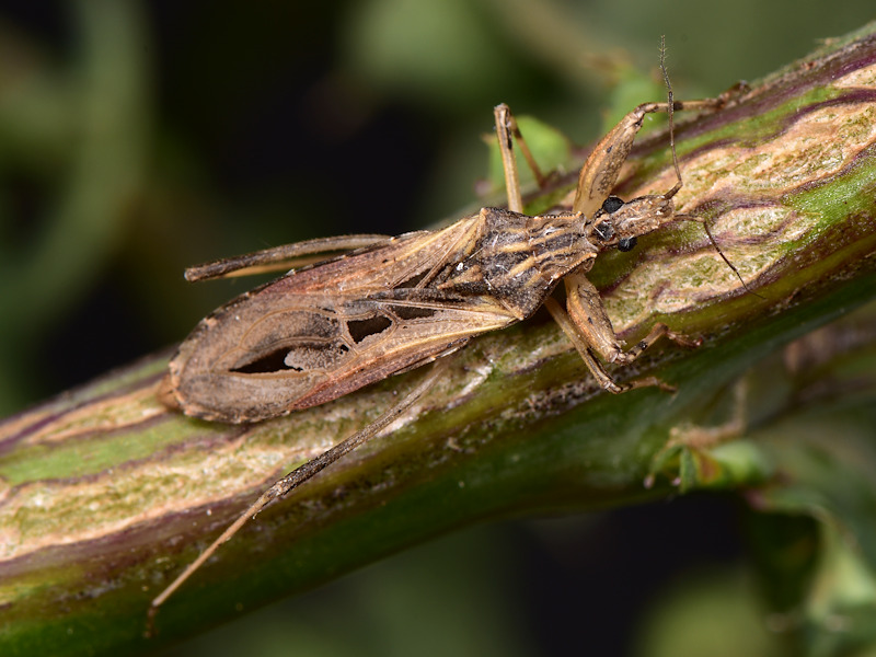 Oncocephalus di Serifos, Cicladi, Grecia da determinare