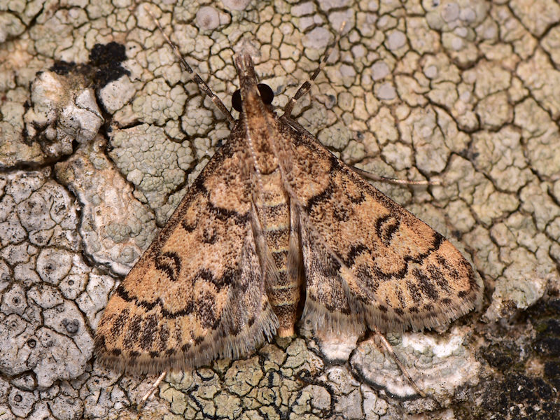 Una farfalletta bianchiccia ID: Metasia ophialis - Crambidae