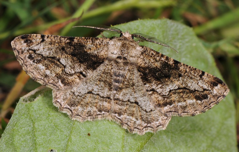 Che falena ?  Geometridae da id.