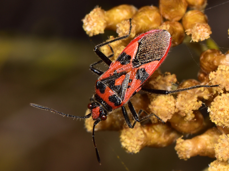 Da Creta:  un  Miridae?   No, Rhopalidae:   Liorhyssus hyalinus