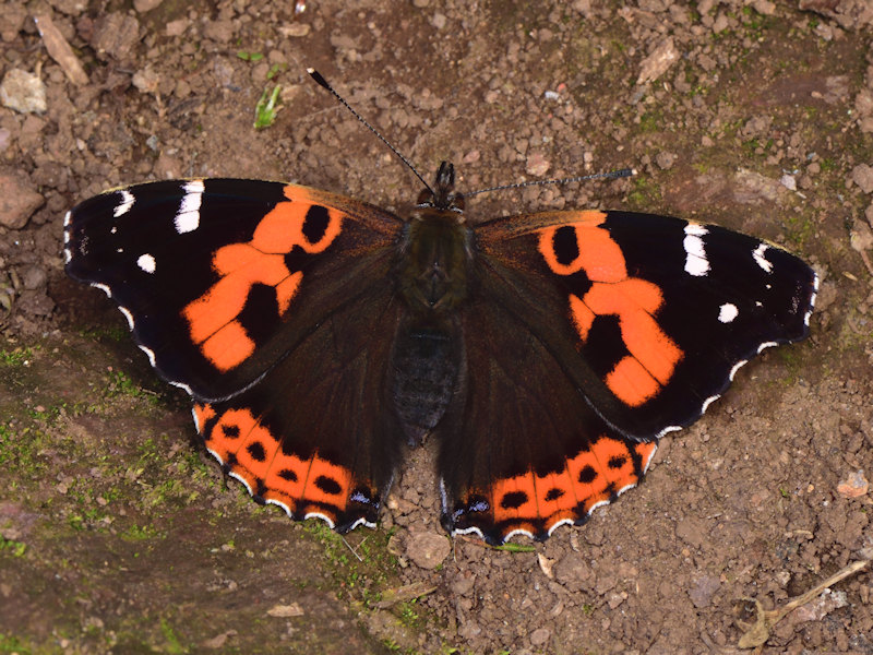 Vanessa vulcania, endemismo delle Canarie