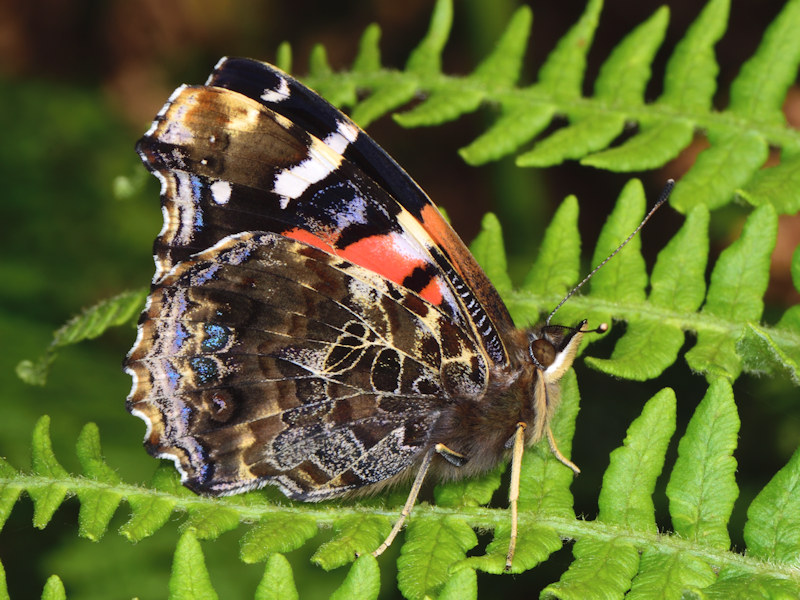 Vanessa vulcania, endemismo delle Canarie