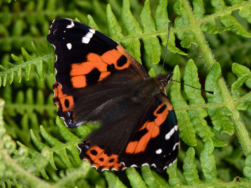 Vanessa vulcania, endemismo delle Canarie