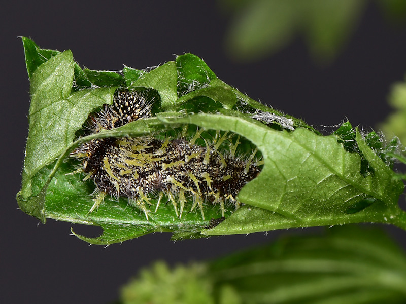 Vanessa vulcania, endemismo delle Canarie