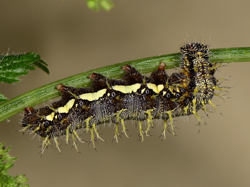 Vanessa vulcania, endemismo delle Canarie