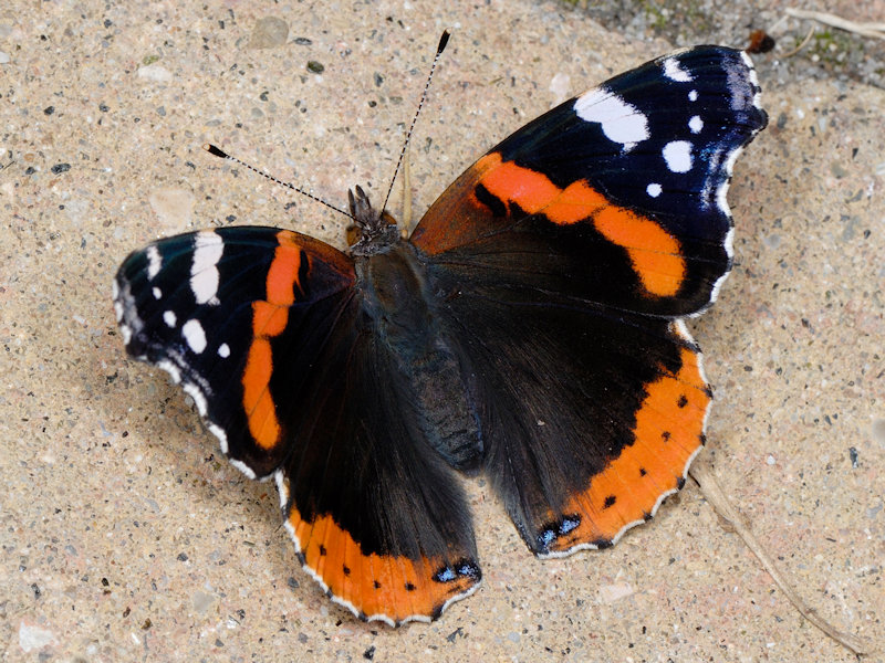 Vanessa vulcania, endemismo delle Canarie