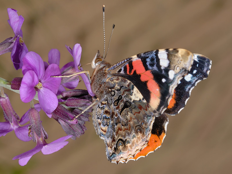 Vanessa vulcania, endemismo delle Canarie