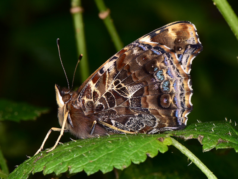 Vanessa vulcania, endemismo delle Canarie