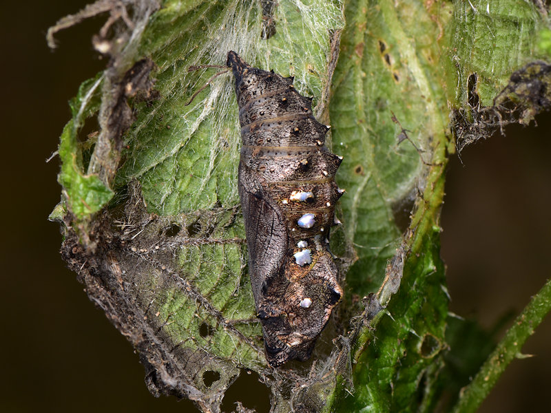 Vanessa vulcania, endemismo delle Canarie