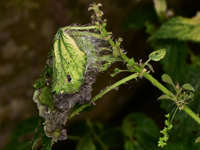 Vanessa vulcania, endemismo delle Canarie