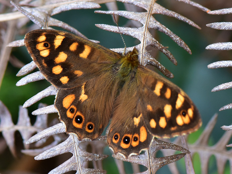 Pararge xiphioides, endemismo delle Canarie