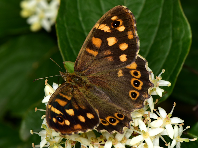 Pararge xiphioides, endemismo delle Canarie