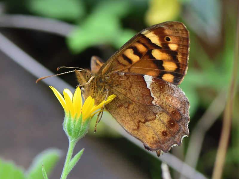 Pararge xiphioides, endemismo delle Canarie