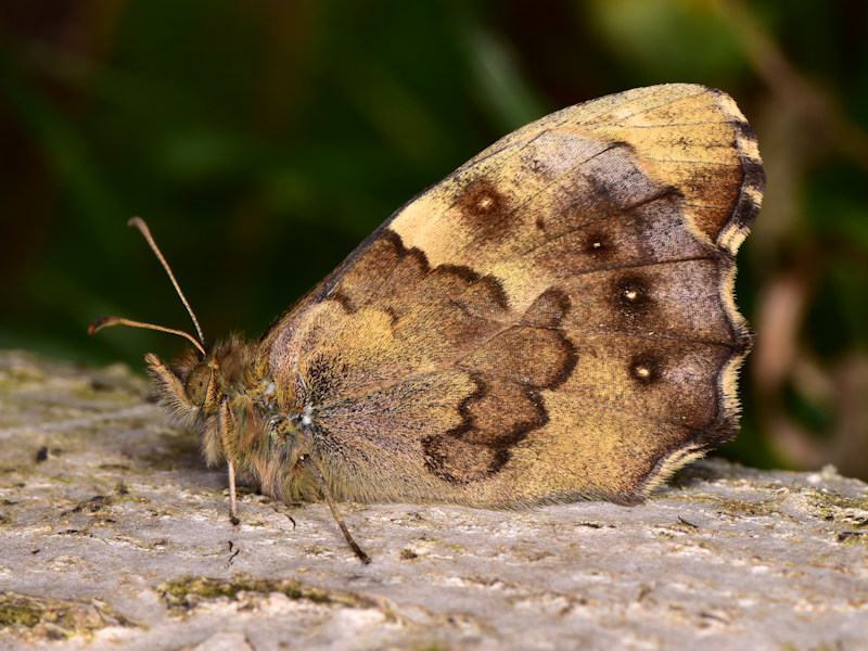 Pararge xiphioides, endemismo delle Canarie