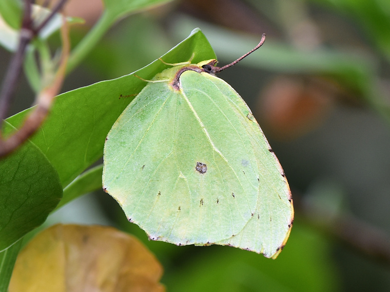 Gonepteryx eversi, endemismo de La Gomera